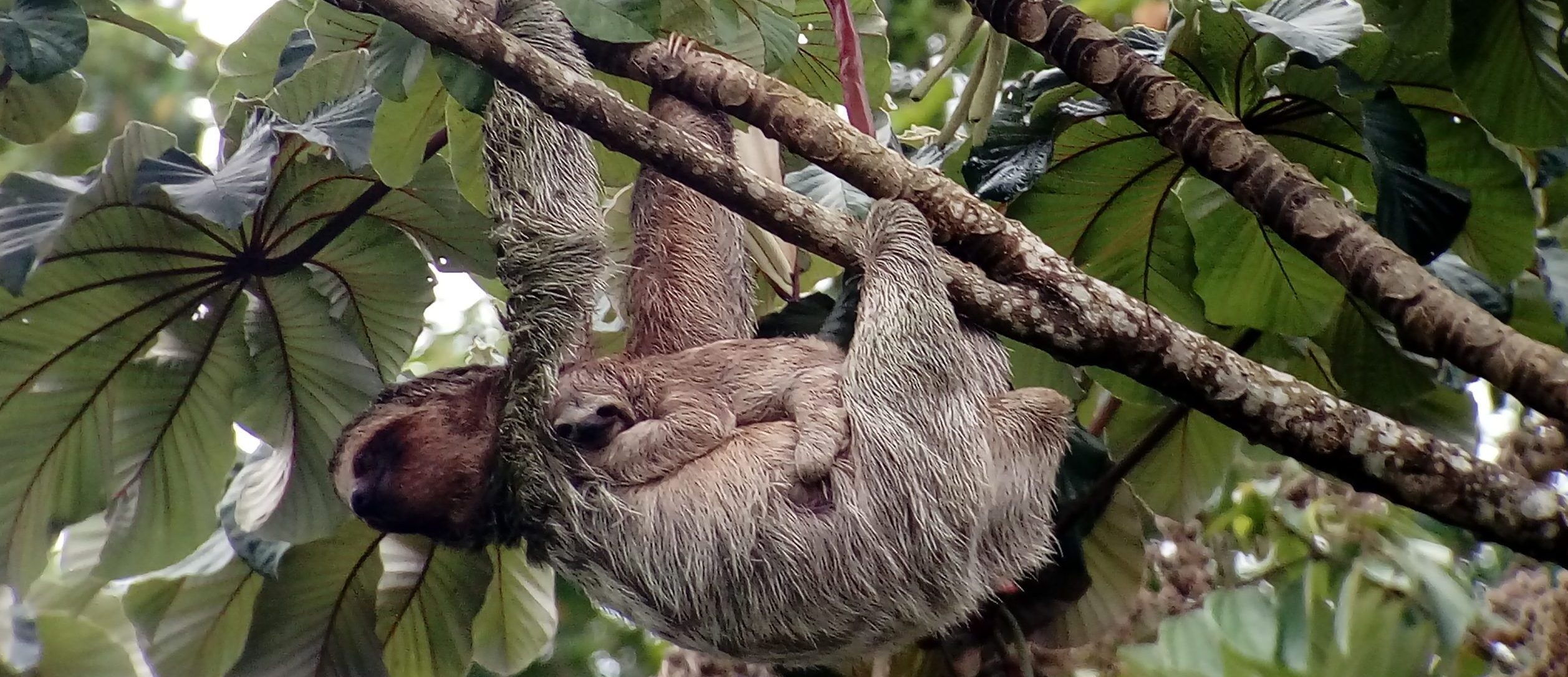 Sloth experience