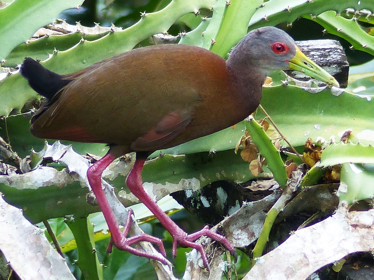 Brown Rail