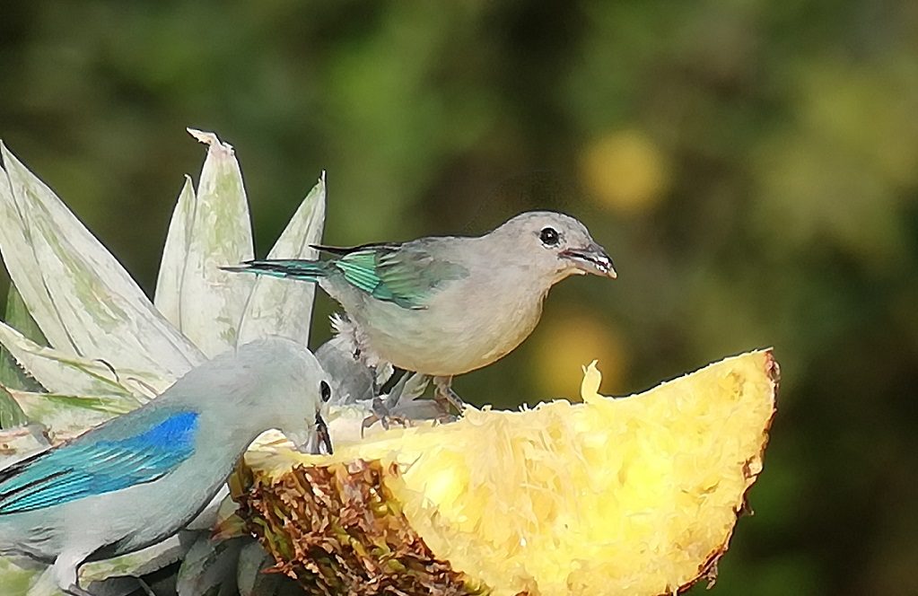 Tanagers