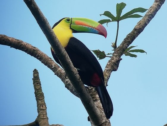 Toucan