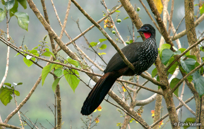 Crested Guan