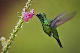 Hummingbeard