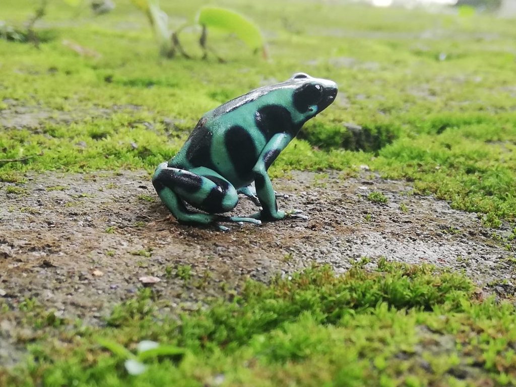 Green & Black Poison Dart Frog